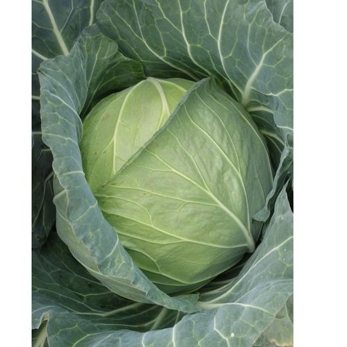 日本農林 キャベツ きゃべつ さつきいろ 2500粒 : 種苗・園芸ショップ
