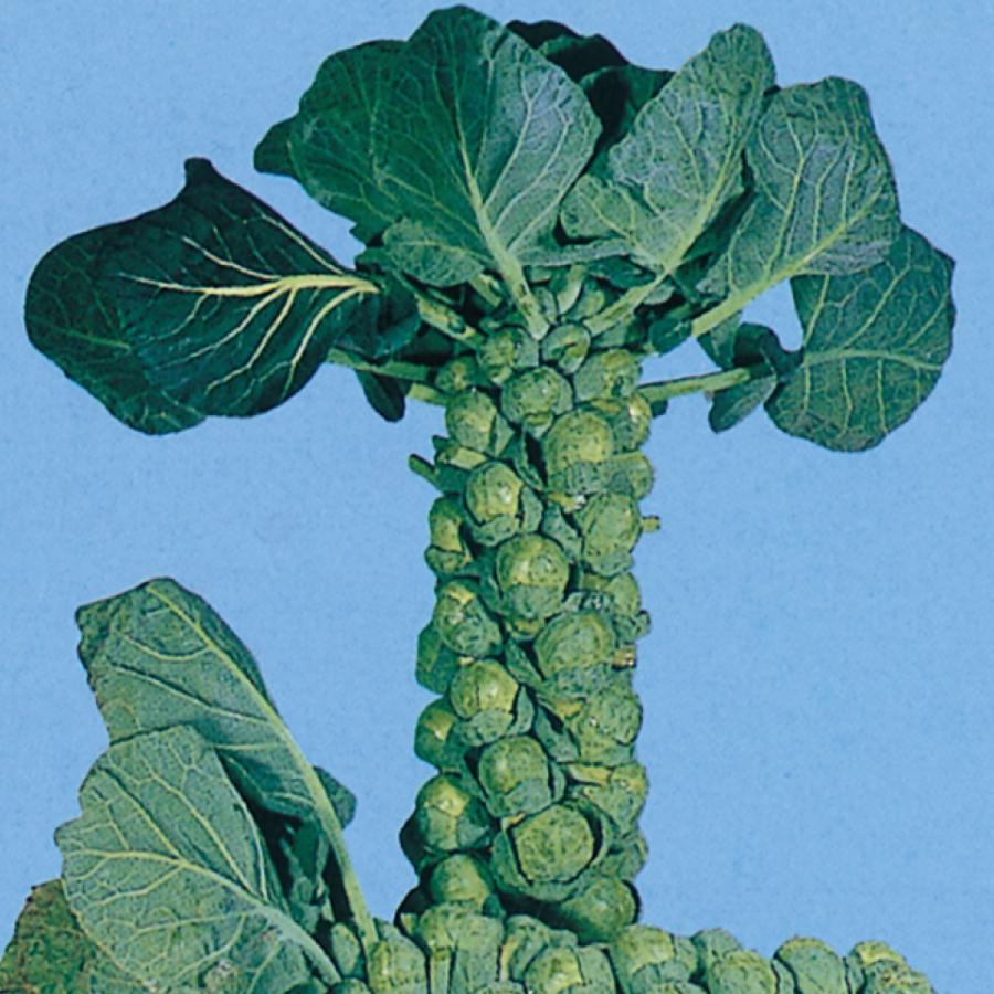 野崎採種場 キャベツ クラスター 小袋 Nozaki 0217 種苗 園芸ショップ 種もり 通販 Yahoo ショッピング