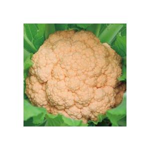 野崎採種場 キャベツ きゃべつ 花いふ き コート5000粒 送料無料 即納