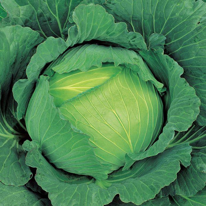 楽天市場 サカタのタネ キャベツ 冬藍 ペレット5000粒 新版 Tiebreak Fr