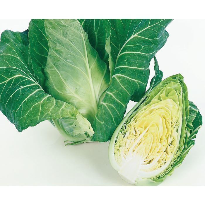 サカタのタネ キャベツ みさき 小袋 : 種苗・園芸ショップ 種もり