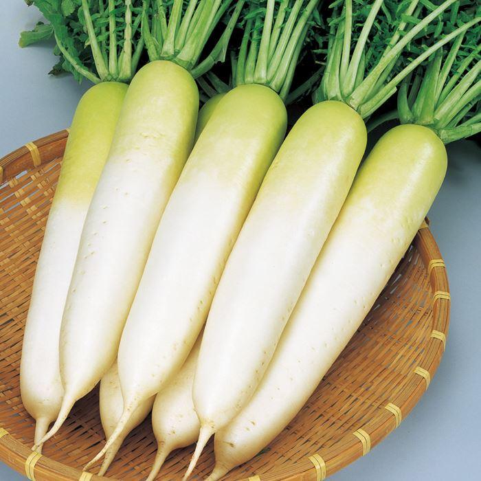 サカタのタネ ダイコン 大根 冬自慢 20ml : 種苗・園芸ショップ 種もり - 通販 - Yahoo!ショッピング