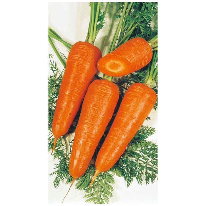 上質で快適 サカタのタネ ニンジン 人参 時なし五寸 小袋