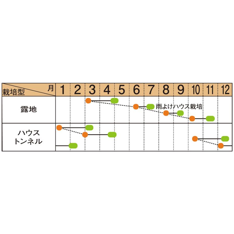 サカタのタネ　ミズナ 水菜 みずな　極早生水天　2dl_1