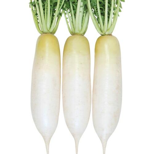山陽種苗 ダイコン 大根 だいこん おでん大根 2dl : 種苗・園芸
