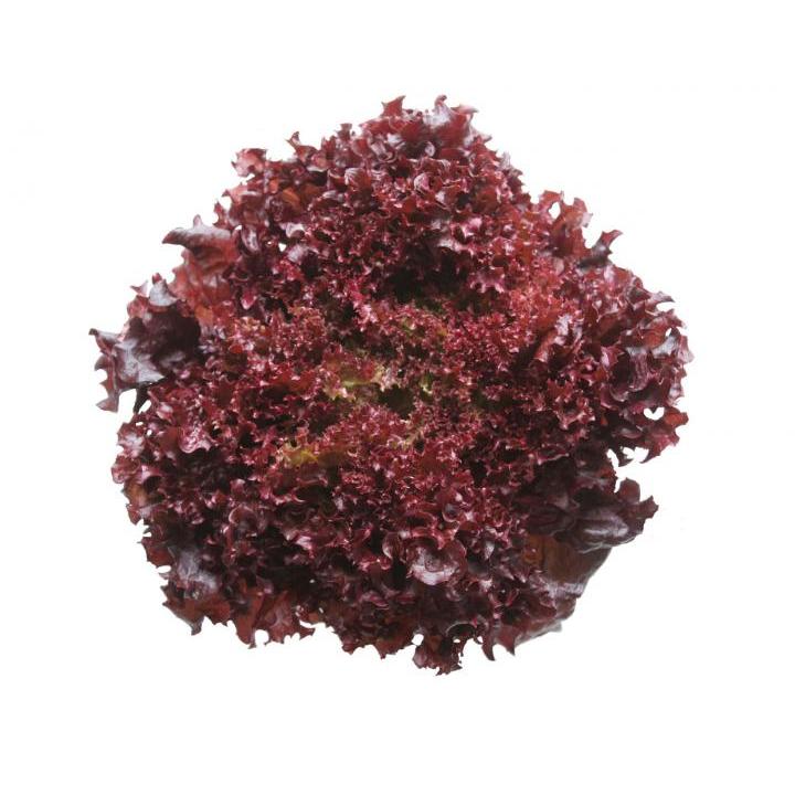 山陽種苗 レタス フレッシュレッド コート5000粒 : 種苗・園芸ショップ