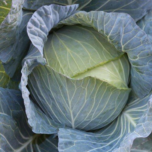 山陽種苗 キャベツ 甘藍 きゃべつ みかしほ 小袋 : 種苗・園芸ショップ