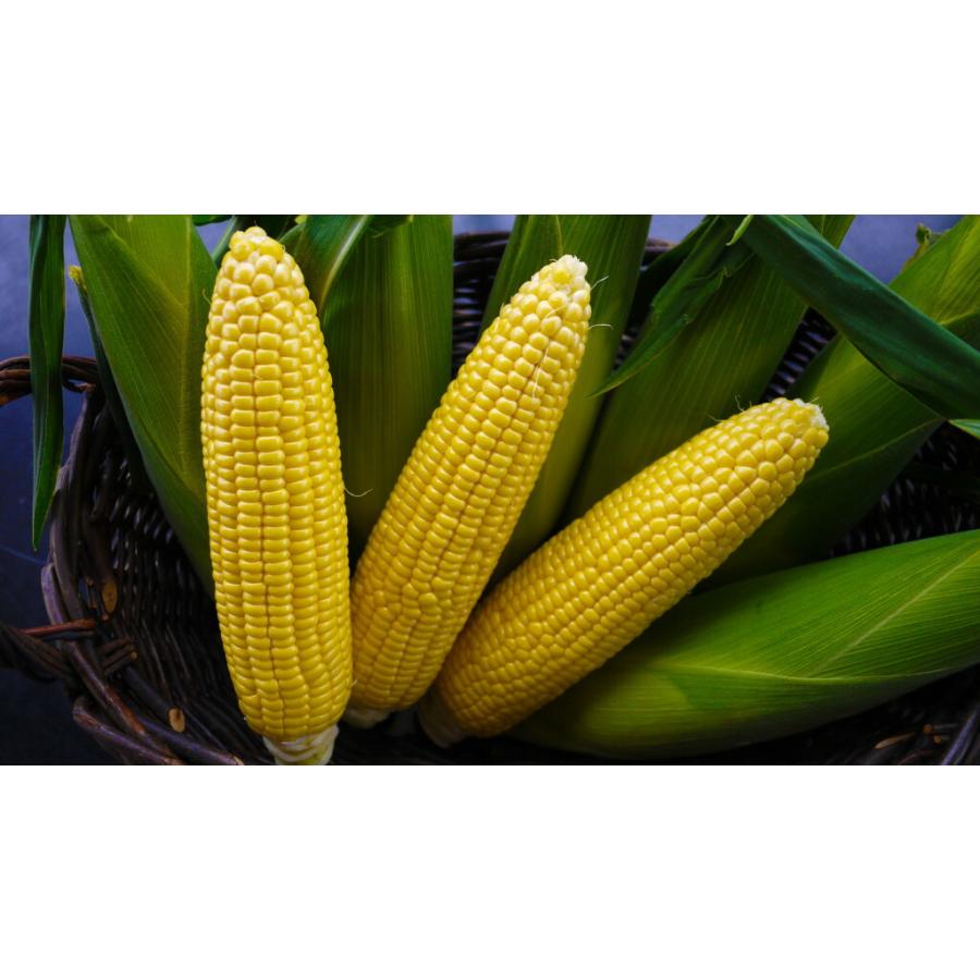 たね 清水種苗 トウモロコシ スイートコーン Sweets恵味めぐみスター 小袋 Simizu 0009 種苗 園芸ショップ 種もり 通販 Yahoo ショッピング