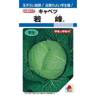 タキイ種苗 キャベツ 若峰 DF : 種苗・園芸ショップ 種もり - 通販
