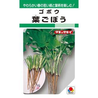 タキイ種苗 ゴボウ 葉ごぼう Gf Takii 0659 種苗 園芸ショップ 種もり 通販 Yahoo ショッピング