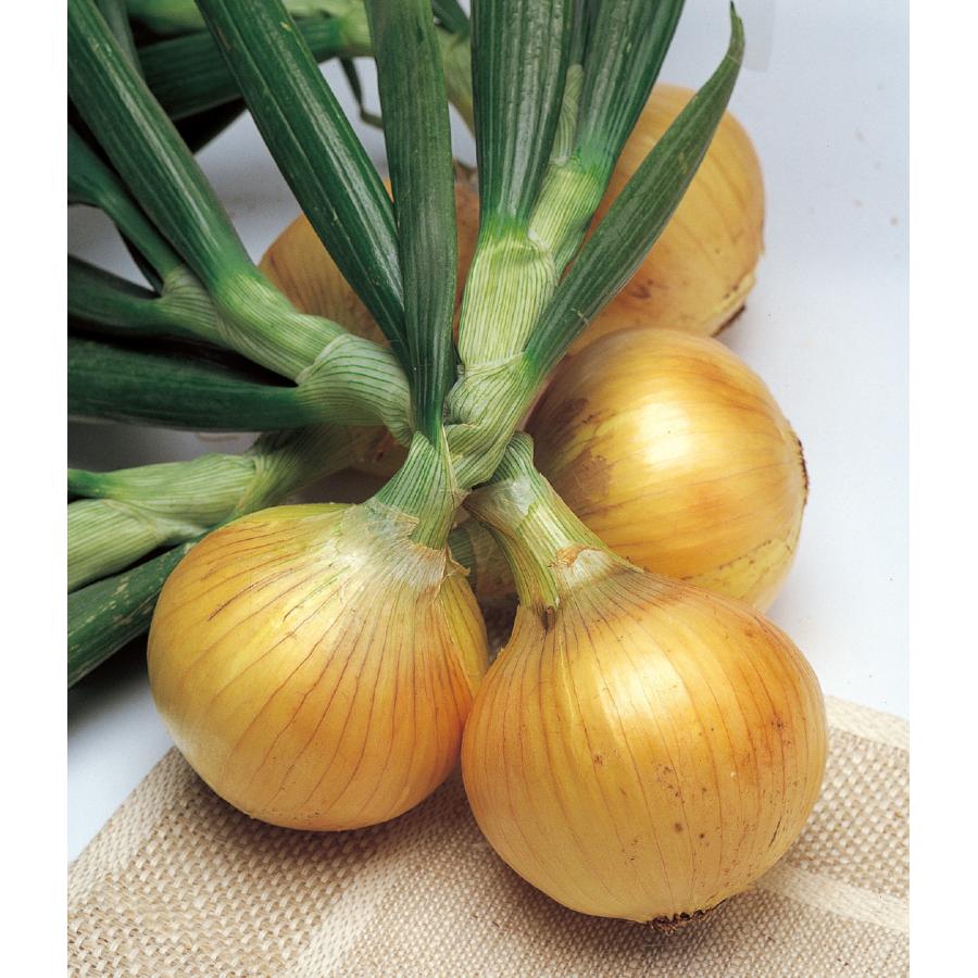 タキイ種苗 タマネギ 玉葱 ソニック ペレット 2L 1万粒 : 種苗