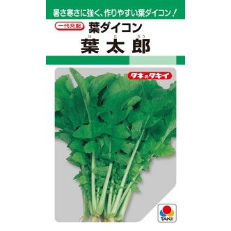 大根太郎 タキイ種苗 ダイコン 大根 葉太郎 2dl : 種苗・園芸ショップ 種もり