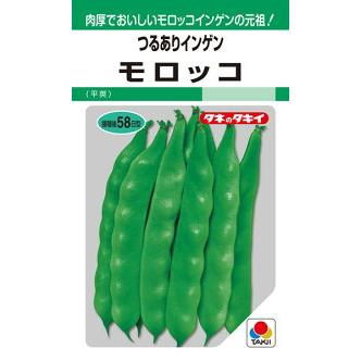 タキイ種苗 インゲン いんげん豆 モロッコ MF : 種苗・園芸ショップ 種