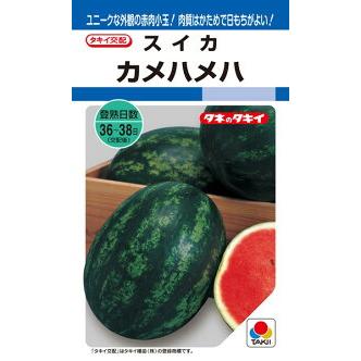 スイカ種さん 萩原農場 | 【祭ばやしの耐病性品種＂TM777＂期待大✨】 梅雨な
