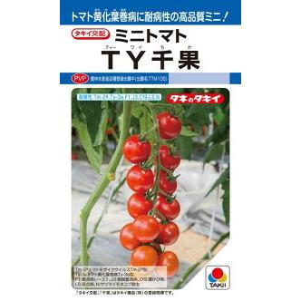 タキイ種苗 トマト TY千果 1000粒 PVP : 種苗・園芸ショップ 種もり