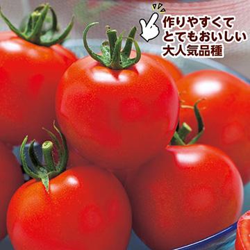 フルティカトマトの種 1000粒 タキイ種苗 トマト フルティカ 1000粒 PVP : 種苗・園芸ショップ