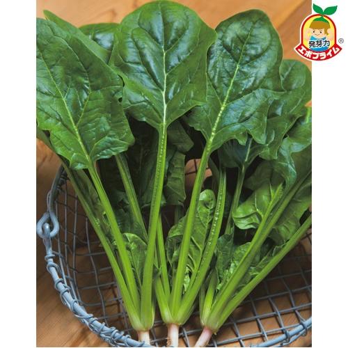 タキイ種苗 ホウレンソウ 伸兵衛 Am 3万粒 エボプライム Takii 1423 種苗 園芸ショップ 種もり 通販 Yahoo ショッピング