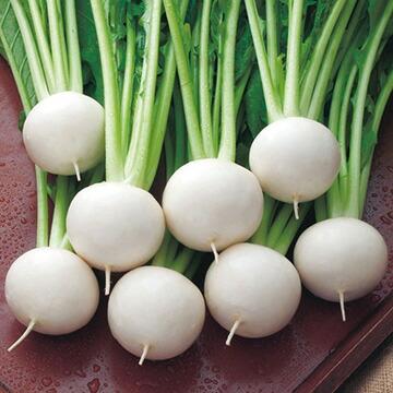 かぶページ タキイ種苗 小カブ 蕪 なつばな 1dl : 種苗・園芸ショップ 種もり