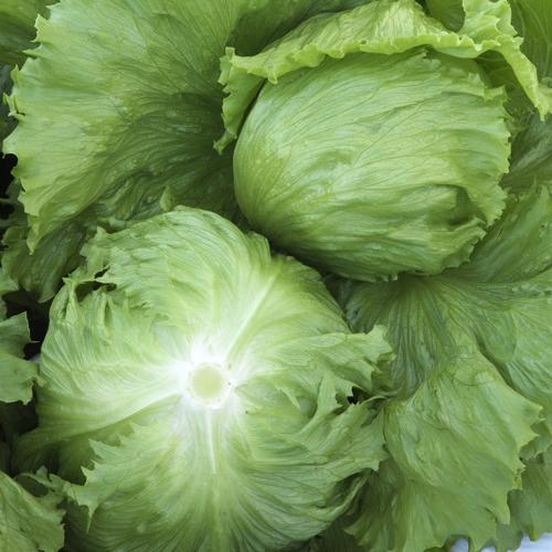 ヒートガイ レタスの種子 コート5000粒×3個 タキイ種苗 レタス ヒートガイ ペレット5000粒 : 種苗・園芸ショップ