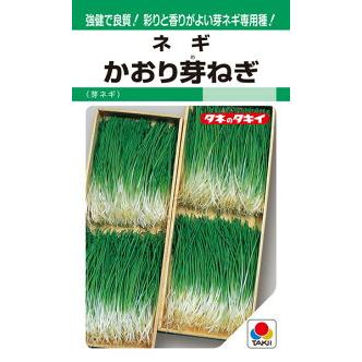 タキイ種苗 ネギ 葱 かおり芽ねぎ 1dl : 種苗・園芸ショップ 種もり