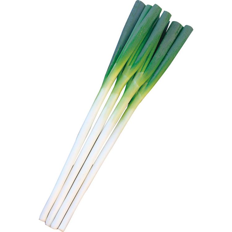 トキタ種苗 ネギ 大地の響き コート 5000粒 : 種苗・園芸ショップ 種