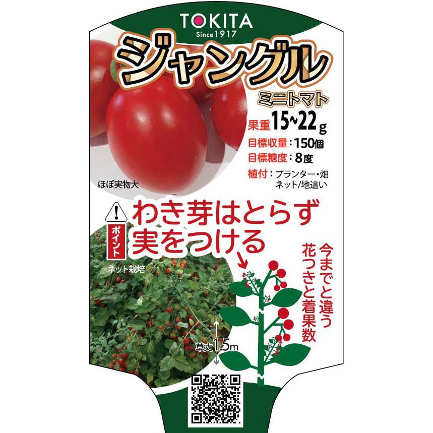 トキタ種苗 ミニトマト ジャングルトマト 小袋 Tokita 0030 種苗 園芸ショップ 種もり 通販 Yahoo ショッピング