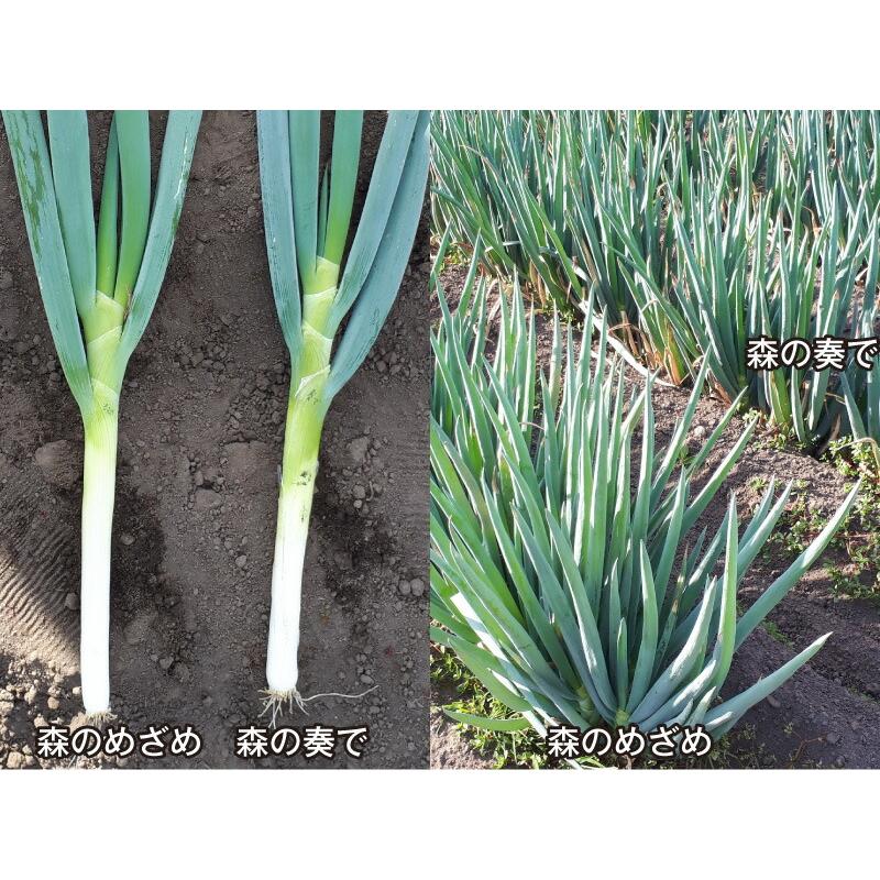 トキタ種苗 ネギ ねぎ 葱 森のめざめ コート5000粒 : 種苗・園芸
