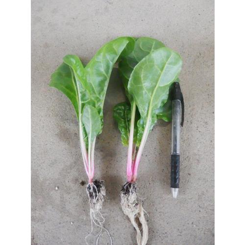 トキタ種苗 イタリア野菜 ふだんそう ビエトラ・ビアンコ 5000粒