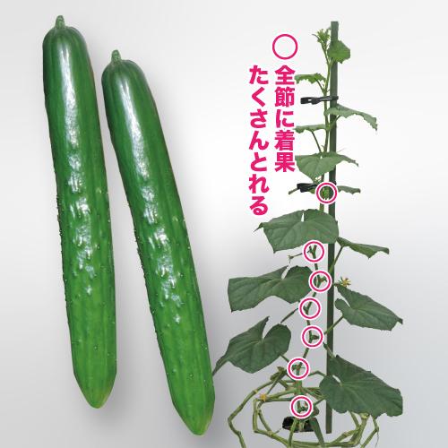 トキタ種苗 キュウリ 胡瓜 きゅうり 節成りスマート 100粒 : 種苗