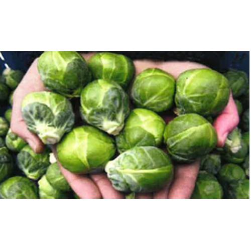 トキタ種苗 芽キャベツ カヴォレッティ（TSGI-1638）小袋 : 種苗・園芸