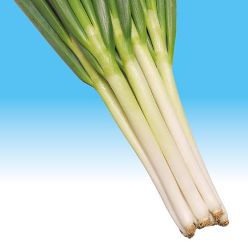 トキタ種苗 ネギ 葱 ねぎ 冬月の雫 コート5000粒 : 種苗・園芸ショップ