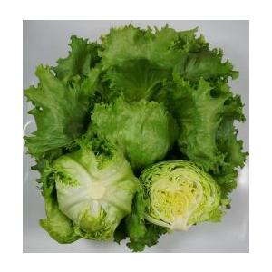 レタス ヒートガイ ペレット種子5000粒 タキイ種苗（株） : グリーン