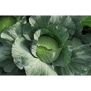 八江農芸 キャベツ きゃべつ 甘藍 菜食家EX 小袋 : 種苗・園芸ショップ