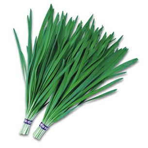 八江農芸 ニラ にら 韮 タフボーイ 20ml : 種苗・園芸ショップ 種もり