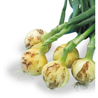 八江農芸 タマネギ たまねぎ 玉葱 サクラエクスプレス2 2dl : 種苗