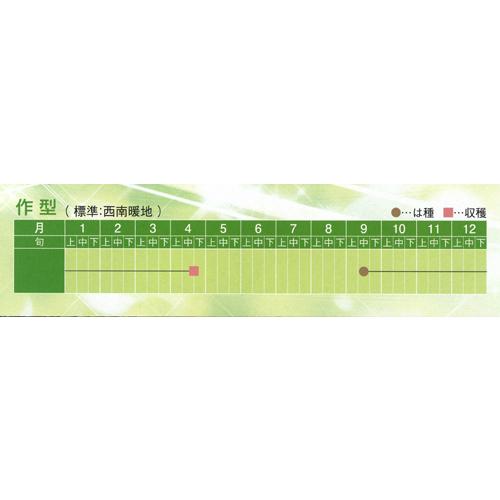 八江農芸 タマネギ 玉葱 たまねぎ マーキュリー3号 20ml : 種苗・園芸