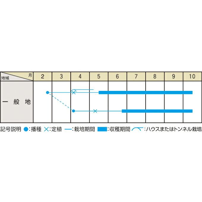 たね 大和農園 食用ほおずき 種子 キャンディーランタン　小袋　PVP｜tanemori-netshop｜02