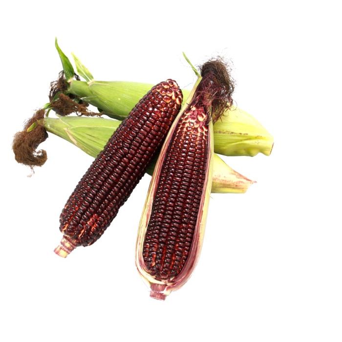 たね 大和農園 トウモロコシ とうもろこし 大和ルージュ 5dl : 種苗