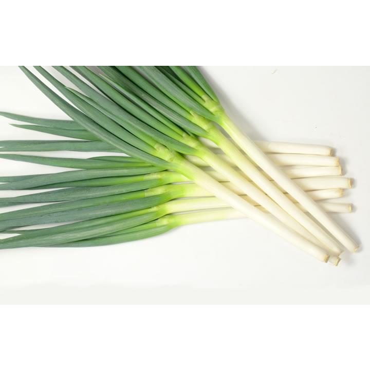 たね 横浜植木 ねぎ ネギ 葱 龍美（りゅうび）コート6000粒 : 種苗