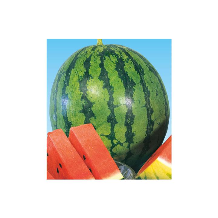たね 横浜植木 スイカ すいか 西瓜 チャンピオン 100粒 Yokohama 0113 種苗 園芸ショップ 種もり 通販 Yahoo ショッピング