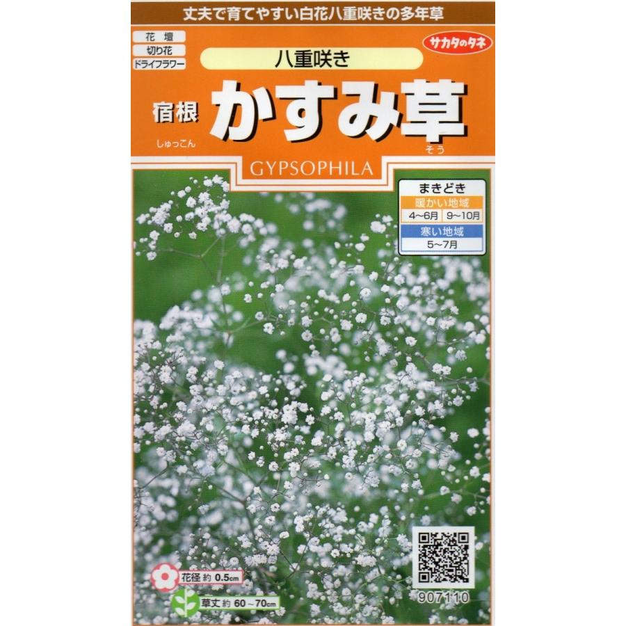 宿根かすみ草 八重咲き 小袋 0.2ml入り 郵便発送商品 : タネのノザキ