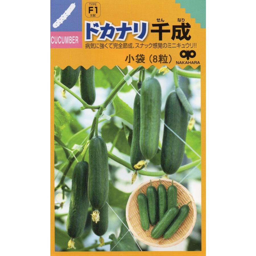 ミニキュウリ ドカナリ千成 小袋8粒入り 郵便発送商品 Vc タネのノザキ ヤフー店 通販 Yahoo ショッピング