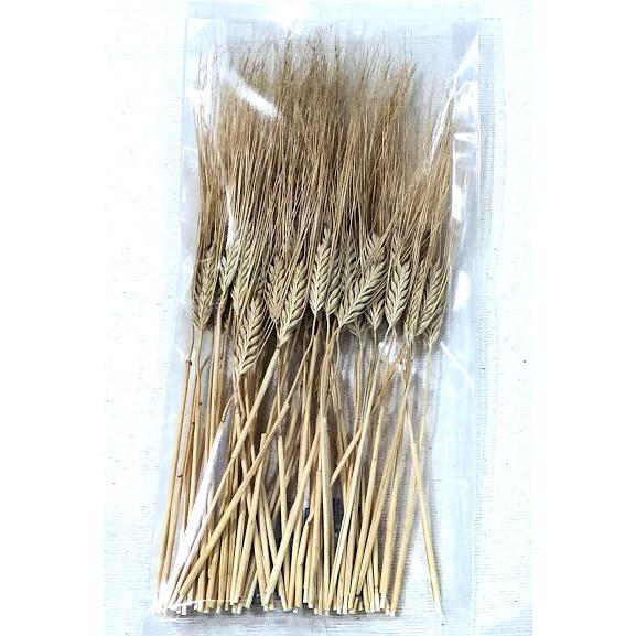 大麦 ドライフラワー用 40本 : 京都・丹後のぼくそう屋さん - 通販