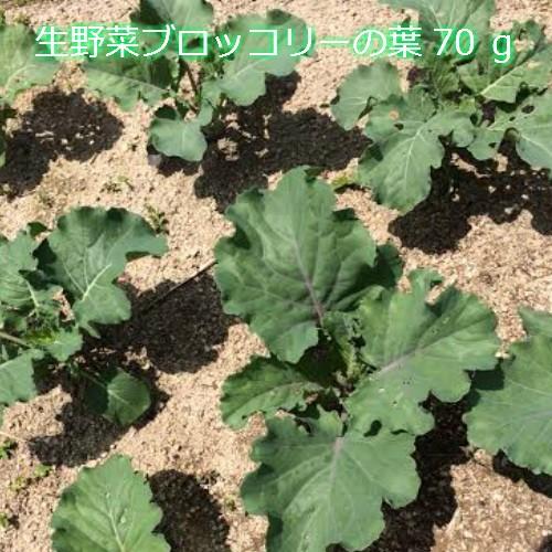 生ブロッコリーの葉 100ｇ 増量中 63 京都 丹後のぼくそう屋さん 通販 Yahoo ショッピング