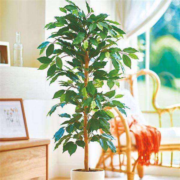 超特価激安 人工観葉植物 造花 ベンジャミン 約幅50 奥行50 高さ100cm ポリエステル スチール リビング 店舗 ショップ お店 Ds Kurasu クラス 通販 Yahoo ショッピング 流行に Www Maxipiso Com Ar