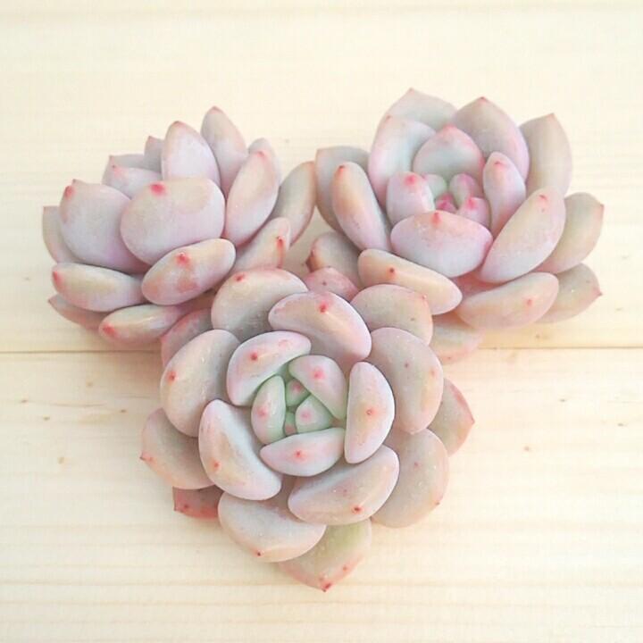 多肉植物 韓国苗 エケベリア アリエル 韓国多肉 Ariel 多肉植物 Jewel Like Succulents 通販 Yahoo ショッピング
