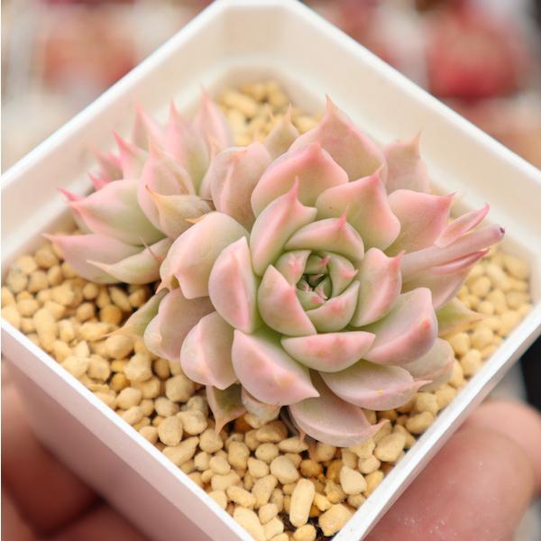 多肉植物 韓国苗 フリルマーガレット
