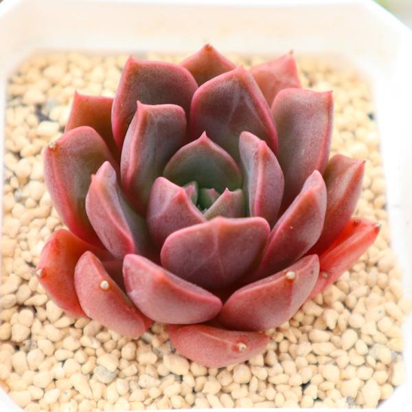 多肉植物 韓国苗 エケベリア ヴァシリサ １苗 韓国直輸入多肉植物 交配種 Segurosaurora
