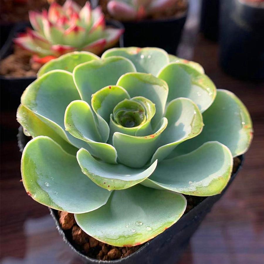 グリーノビア ギガンテア 抜き苗 | www.downtownissaquah.com