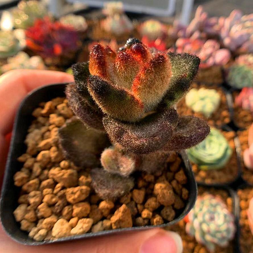 当店農園直売 カランコエ属 テディベア Teddy Bear 抜き苗 多肉専門verve 0006 多肉専門verve 通販 Yahoo ショッピング